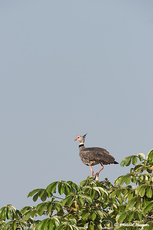 Southern screamer (Chauna torquata), Pantanal, Brazil
