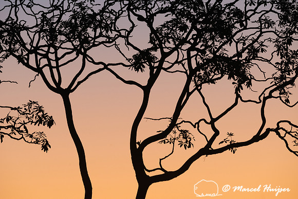 Sunset in the cerrado, Parque Nacional da Chapada dos Veadeiros,