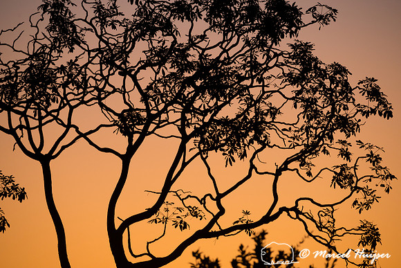Sunset in the cerrado, Parque Nacional da Chapada dos Veadeiros,