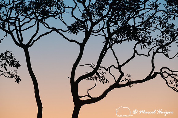 Sunset in the cerrado, Parque Nacional da Chapada dos Veadeiros,