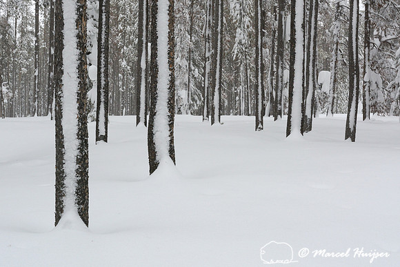 Snow covered tree stems, Chief Joseph Pass, Idaho, USA