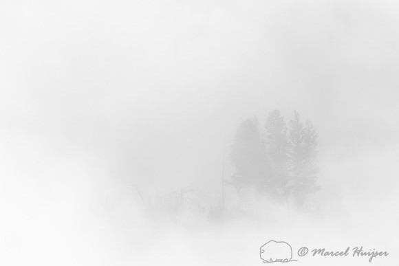Trees and cliffs in morning fog above Yellowstone River at Tower