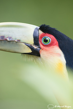 Green-billed toucan (Ramphastos dicolorus) or red-breasted touca