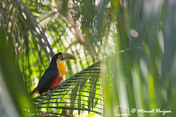 Green-billed toucan (Ramphastos dicolorus) or red-breasted touca