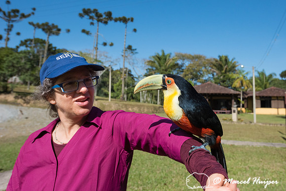 An orphaned and habituated   green-billed toucan (Ramphastos dic