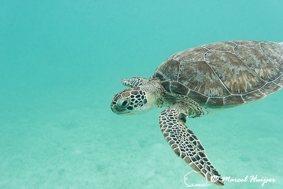 Green sea turtle (Chelonia mydas), Yucatán, Mexico
