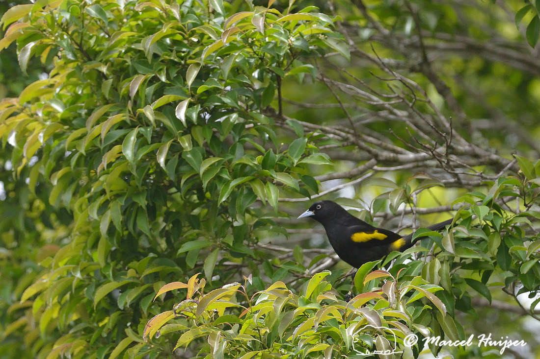 Golden-winged cacique (Cacicus chrysopterus), Parque Nacional Aparados da Serra, Cânion Itaimbezinho, Rio Grande do Sul, Brazil