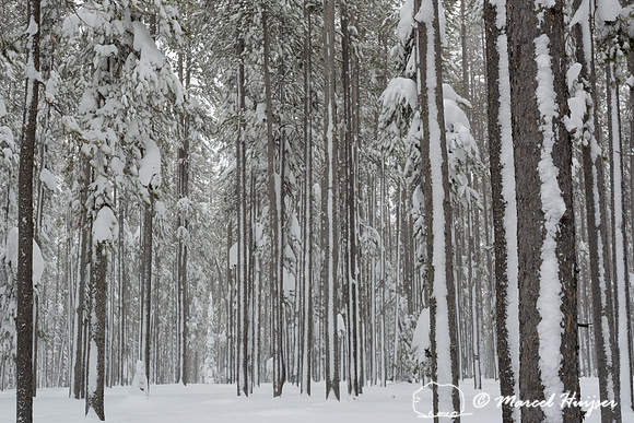 Snow covered tree stems, Chief Joseph Pass, Idaho, USA
