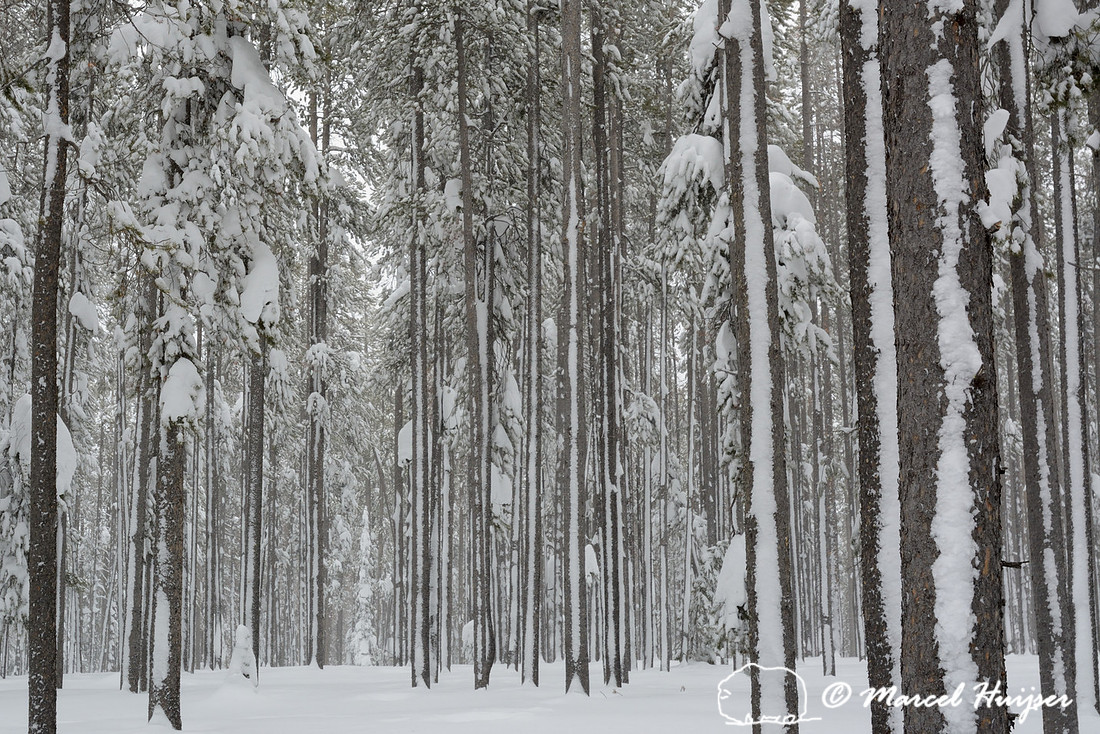 Snow covered tree stems, Chief Joseph Pass, Idaho, USA
