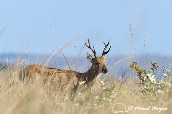 Pampas deer (Ozotoceros bezoarticus), Parque Nacional da Serra da Canastra, Minas Gerais, Brazil (near threatened, IUCN 2014)