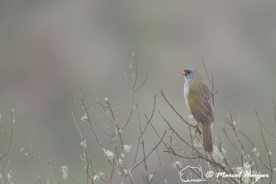 Pampa finch (Embernagra platensis), Parque Nacional Aparados da Serra, Rio Grande do Sul, Brazil