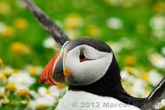 Puffin (Fratercula arctica), Wales