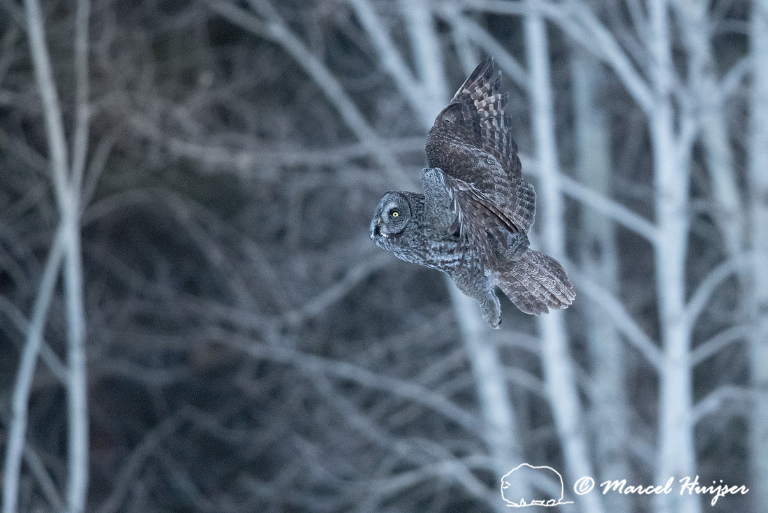 Great gray owl (Strix nebulosa), near Missoula, Montana