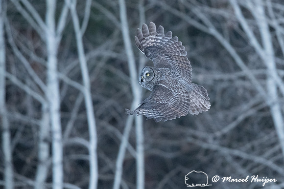 Great gray owl (Strix nebulosa), near Missoula, Montana