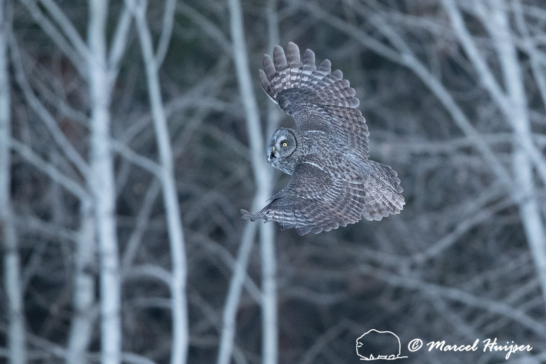 Great gray owl (Strix nebulosa), near Missoula, Montana