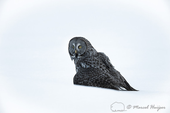 Great gray owl (Strix nebulosa), near Missoula, Montana
