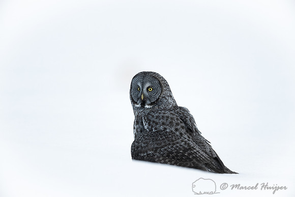 Great gray owl (Strix nebulosa), near Missoula, Montana