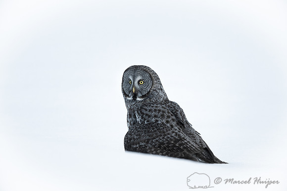 Great gray owl (Strix nebulosa), near Missoula, Montana