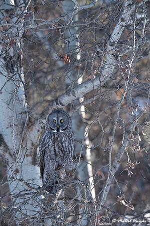 Great gray owl (Strix nebulosa), near Missoula, Montana