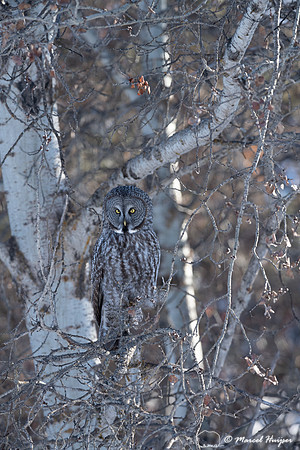 Great gray owl (Strix nebulosa), near Missoula, Montana