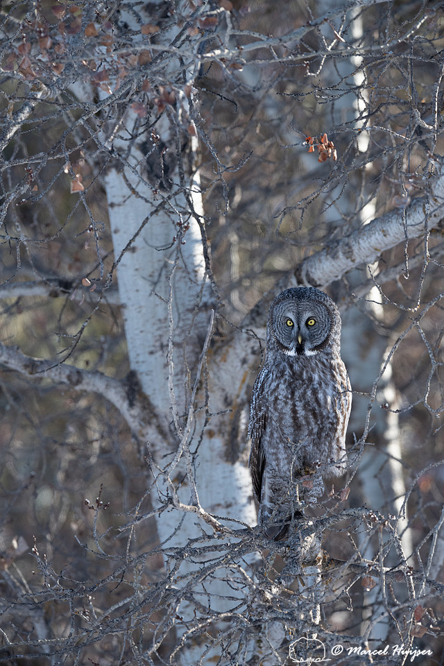 Great gray owl (Strix nebulosa), near Missoula, Montana