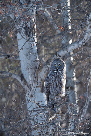 Great gray owl (Strix nebulosa), near Missoula, Montana