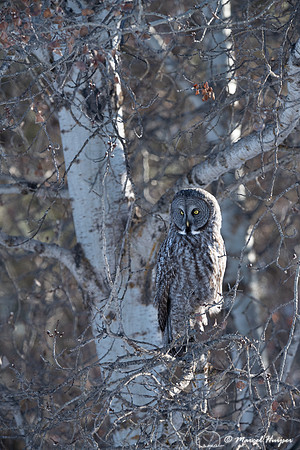 Great gray owl (Strix nebulosa), near Missoula, Montana
