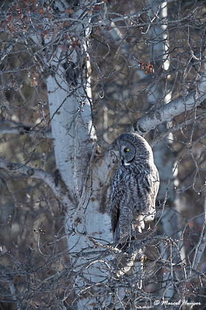 Great gray owl (Strix nebulosa), near Missoula, Montana