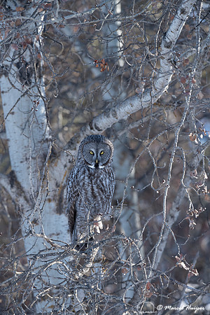 Great gray owl (Strix nebulosa), near Missoula, Montana