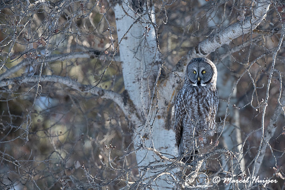Great gray owl (Strix nebulosa), near Missoula, Montana