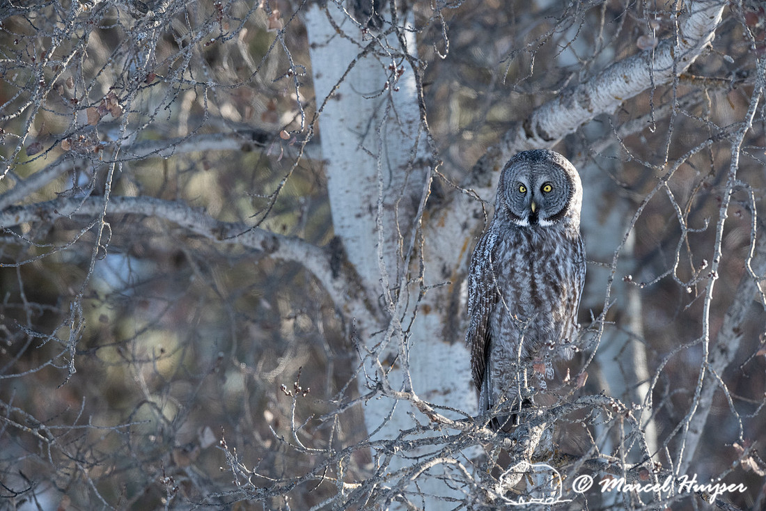 Great gray owl (Strix nebulosa), near Missoula, Montana