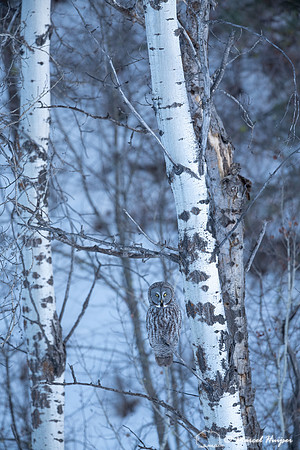 Great gray owl (Strix nebulosa), near Missoula, Montana