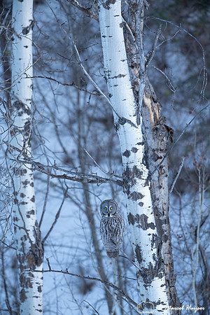 Great gray owl (Strix nebulosa), near Missoula, Montana