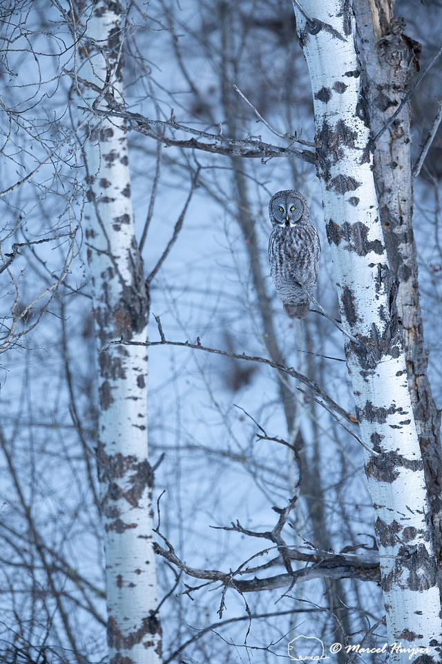 Great gray owl (Strix nebulosa), near Missoula, Montana