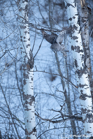 Great gray owl (Strix nebulosa), near Missoula, Montana