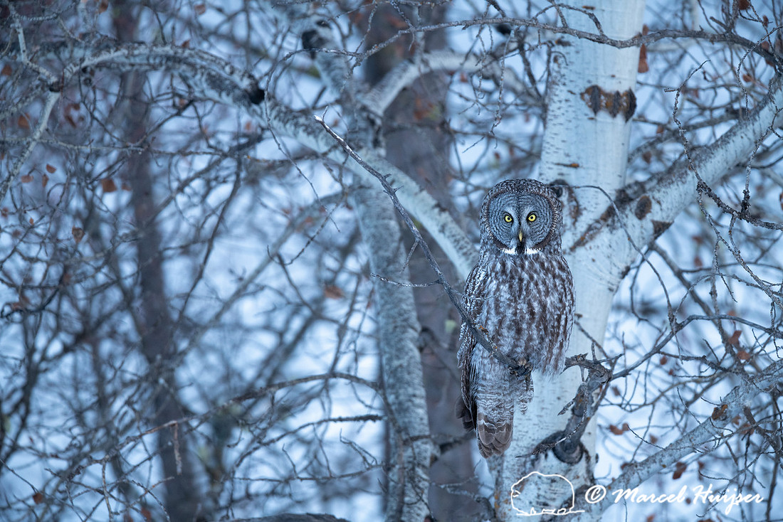 Great gray owl (Strix nebulosa), near Missoula, Montana