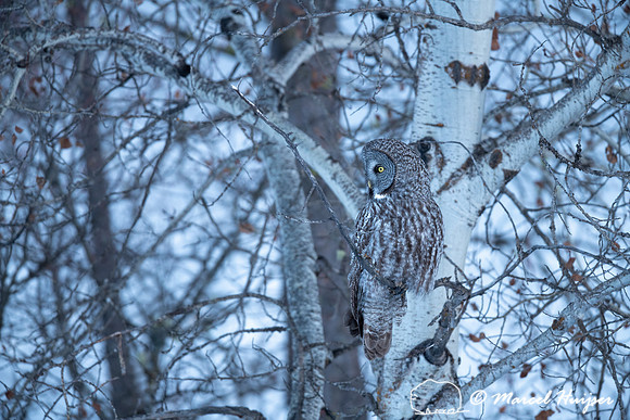 Great gray owl (Strix nebulosa), near Missoula, Montana