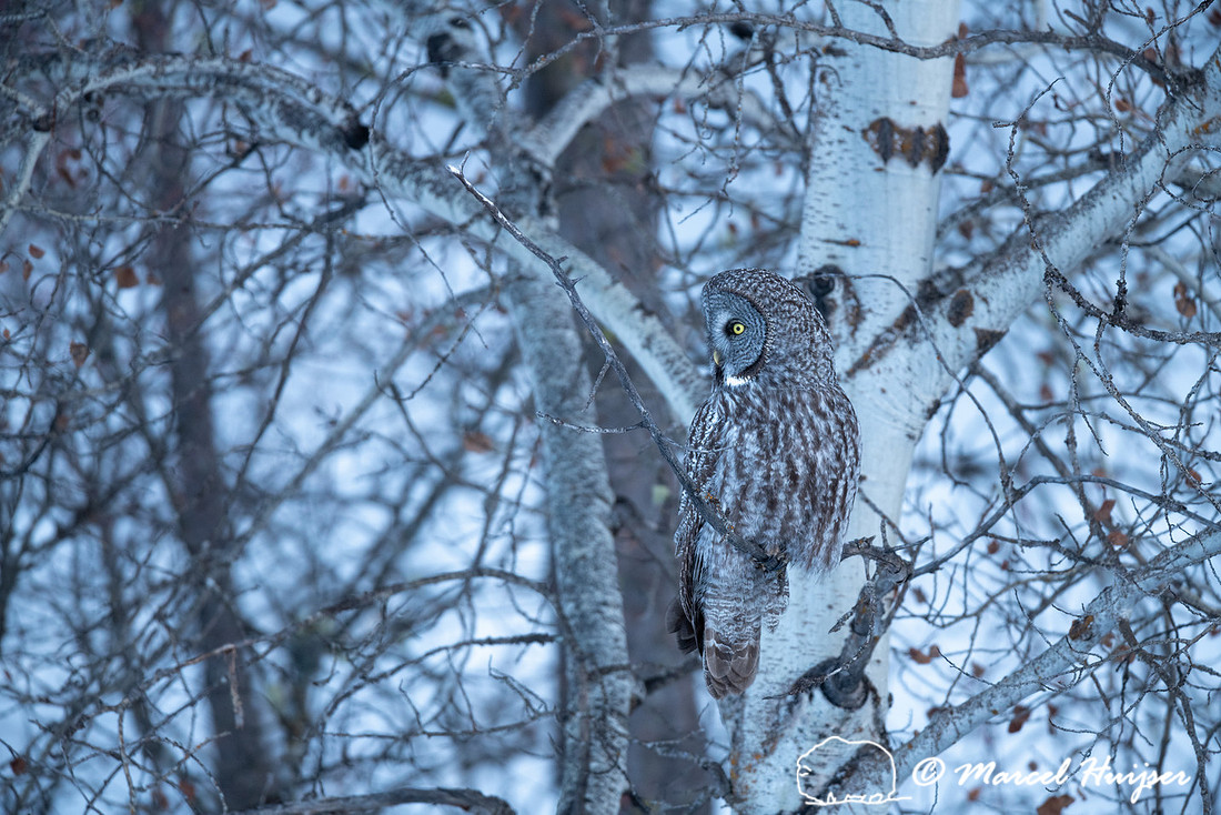Great gray owl (Strix nebulosa), near Missoula, Montana
