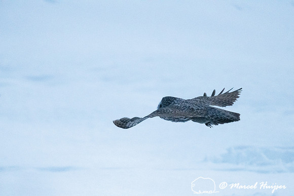 Great gray owl (Strix nebulosa) with vole, near Missoula, Montan