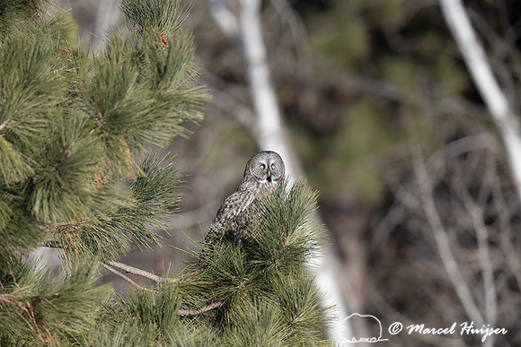 Great gray owl (Strix nebulosa), near Missoula, Montana