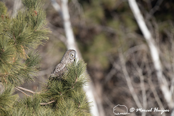 Great gray owl (Strix nebulosa), near Missoula, Montana