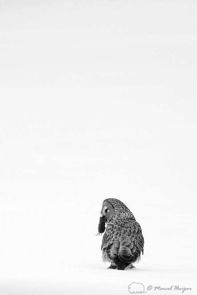 Great gray owl (Strix nebulosa), near Missoula, Montana
