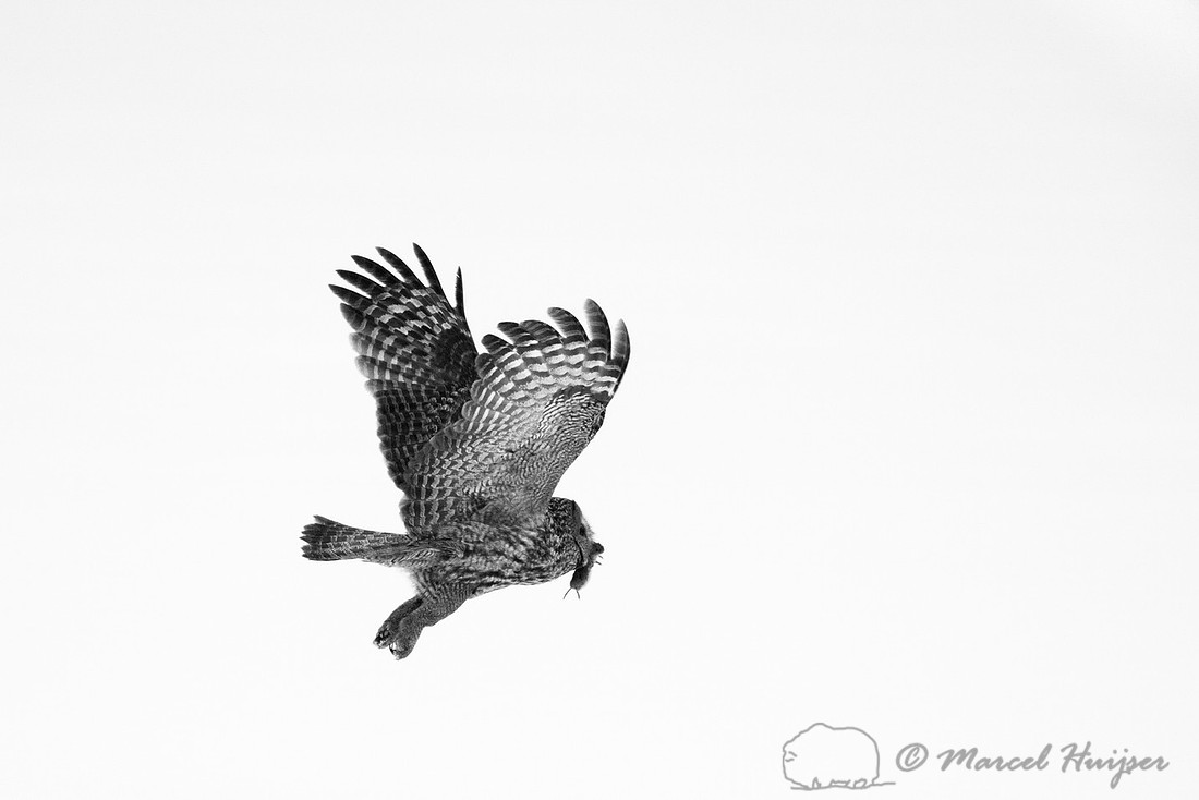 Great gray owl (Strix nebulosa), near Missoula, Montana