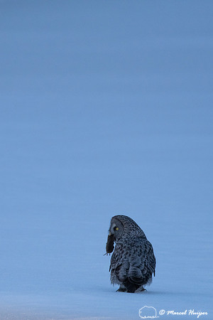 Great gray owl (Strix nebulosa), near Missoula, Montana