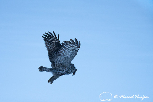 Great gray owl (Strix nebulosa), near Missoula, Montana