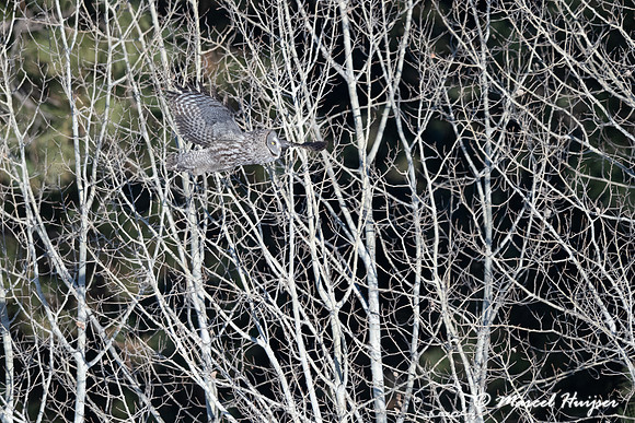 Great gray owl (Strix nebulosa), near Missoula, Montana
