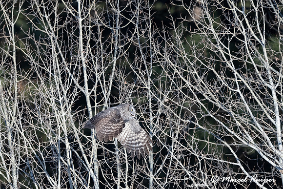 Great gray owl (Strix nebulosa), near Missoula, Montana
