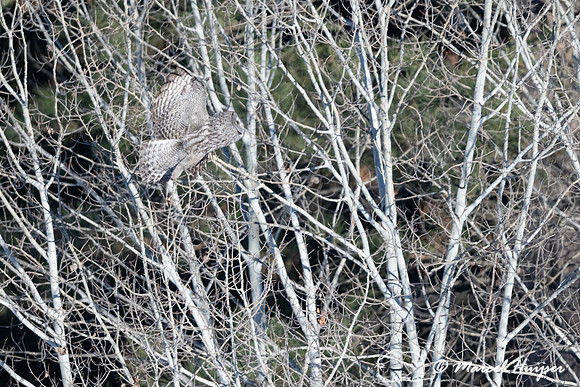 Great gray owl (Strix nebulosa), near Missoula, Montana