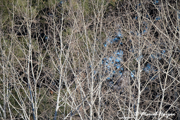 Great gray owl (Strix nebulosa), near Missoula, Montana