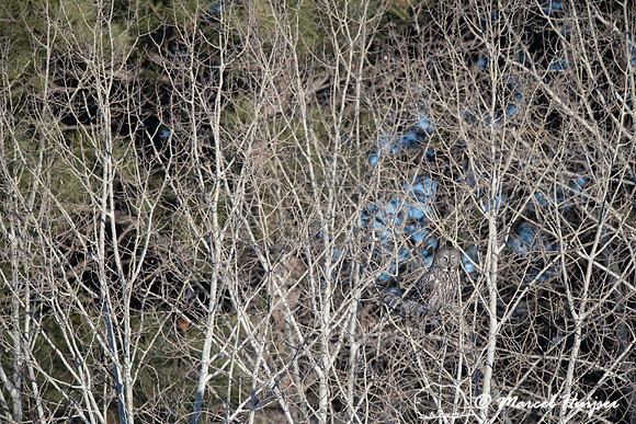 Great gray owl (Strix nebulosa), near Missoula, Montana